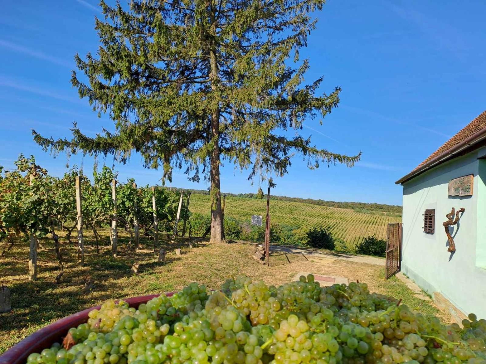 Village Wine House Mandicevac Экстерьер фото